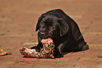 fressender Labrador Retriever Welpe