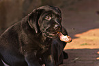 fressender Labrador Retriever Welpe