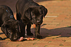 fressende Labrador Retriever Welpen