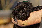 Labrador Retriever Welpe