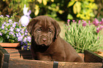 Labrador Retriever Welpe