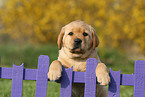 Labrador Retriever Welpe