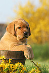 Labrador Retriever Welpe