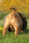Labrador Retriever Welpe