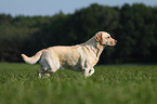 laufender Labrador Retriever