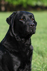 Labrador Retriever Portrait