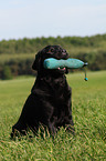 sitzender Labrador Retriever