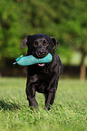 spielender Labrador Retriever