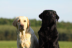 2 Labrador Retriever