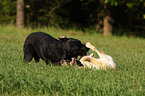 spielende Labrador Retriever