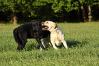 spielende Labrador Retriever