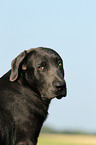 Labrador Retriever Portrait