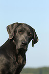 Labrador Retriever Portrait