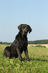 sitzender Labrador Retriever