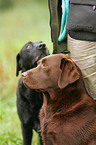 Labrador Retriever Portrait