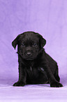 Labrador Retriever Welpe