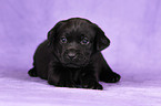 Labrador Retriever Welpe