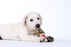 Labrador Retriever Welpe