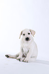 Labrador Retriever Welpe