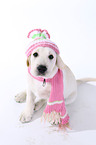 Labrador Retriever Welpe