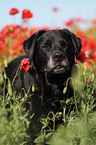 Labrador Retriever Portrait