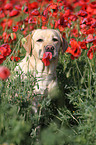 Labrador Retriever Portrait