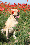 sitzender Labrador Retriever