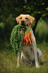 apportierender Labrador Retriever