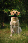 apportierender Labrador Retriever