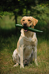 apportierender Labrador Retriever