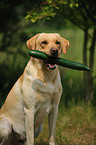 apportierender Labrador Retriever