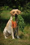 apportierender Labrador Retriever