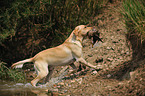 apportierender Labrador Retriever