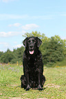 sitzender Labrador Retriever