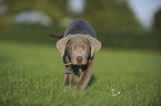 Labrador Retriever Welpe