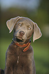 Labrador Retriever Welpe