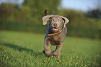 Labrador Retriever Welpe