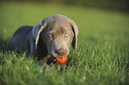 Labrador Retriever Welpe