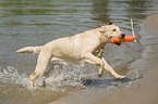 spielender Labrador Retriever