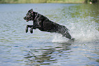 rennender Labrador Retriever