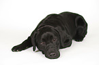 liegender Labrador Retriever