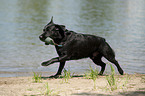 spielender Labrador Retriever