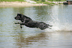 springender Labrador Retriever