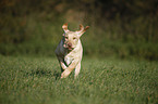 junger Labrador Retriever