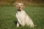 junger Labrador Retriever