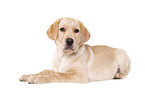 Labrador Retriever Welpe