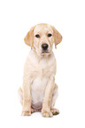 Labrador Retriever Welpe