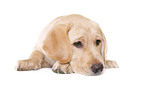 Labrador Retriever Welpe