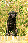 sitzender Labrador Retriever