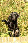 sitzender Labrador Retriever